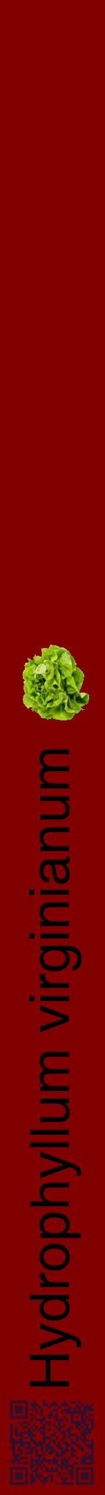 Étiquette de : Hydrophyllum virginianum - format a - style noire29hel avec qrcode et comestibilité simplifiée