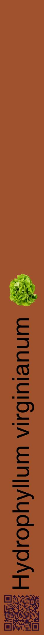 Étiquette de : Hydrophyllum virginianum - format a - style noire32basiquehel avec qrcode et comestibilité simplifiée - position verticale