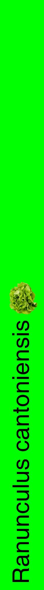 Étiquette de : Ranunculus cantoniensis - format a - style noire16hel avec comestibilité simplifiée