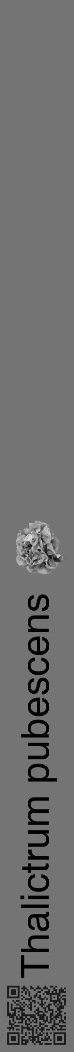 Étiquette de : Thalictrum pubescens - format a - style noire26hel avec qrcode et comestibilité simplifiée - position verticale