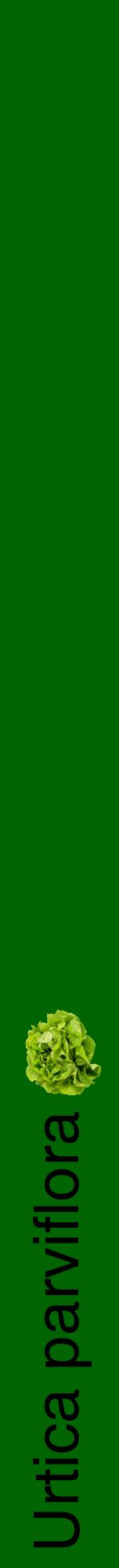 Étiquette de : Urtica parviflora - format a - style noire8hel avec comestibilité simplifiée
