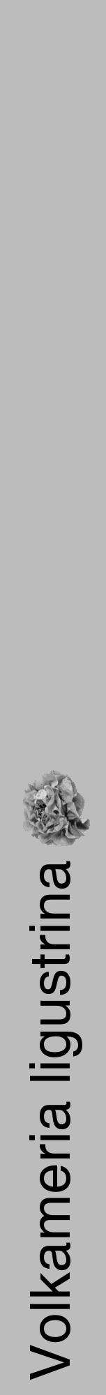 Étiquette de : Volkameria ligustrina - format a - style noire1hel avec comestibilité simplifiée - position verticale