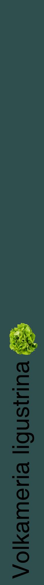 Étiquette de : Volkameria ligustrina - format a - style noire58hel avec comestibilité simplifiée
