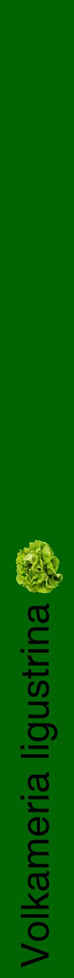Étiquette de : Volkameria ligustrina - format a - style noire8hel avec comestibilité simplifiée