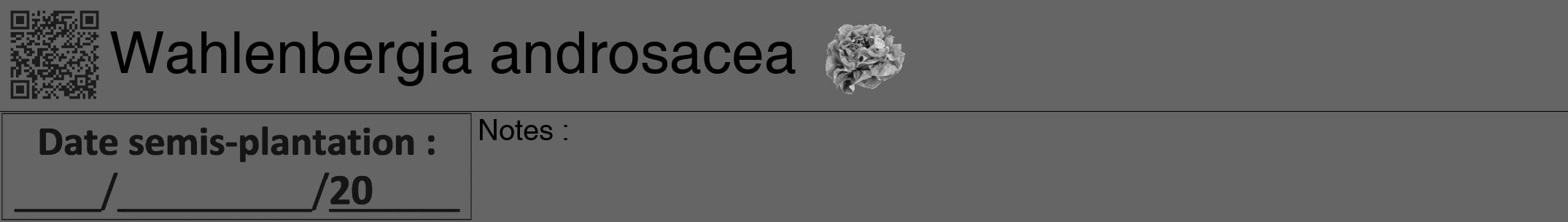Étiquette de : Wahlenbergia androsacea - format a - style noire32hel avec qrcode et comestibilité simplifiée