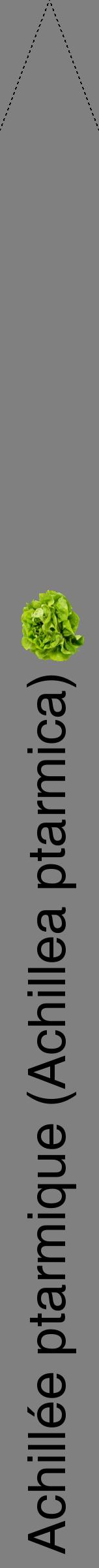 Étiquette de : Achillea ptarmica - format b - style noire57hel avec comestibilité simplifiée