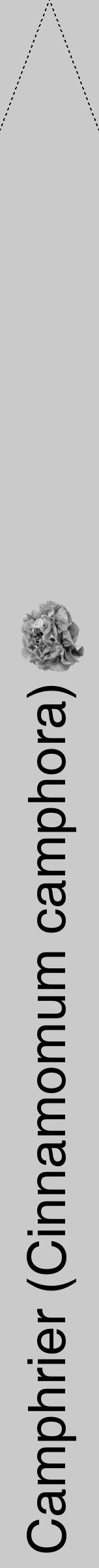 Étiquette de : Cinnamomum camphora - format b - style noire21simplehel avec comestibilité simplifiée - position verticale