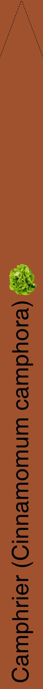Étiquette de : Cinnamomum camphora - format b - style noire32hel avec comestibilité simplifiée