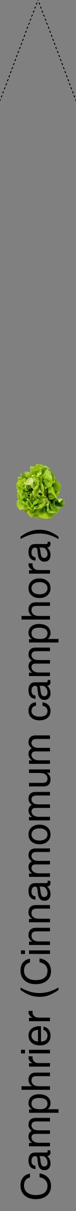 Étiquette de : Cinnamomum camphora - format b - style noire57hel avec comestibilité simplifiée