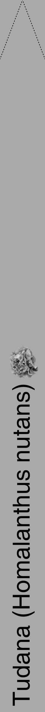 Étiquette de : Homalanthus nutans - format b - style noire13hel avec comestibilité simplifiée - position verticale