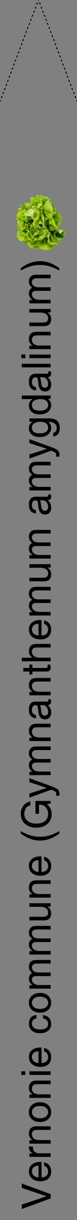 Étiquette de : Gymnanthemum amygdalinum - format b - style noire57hel avec comestibilité simplifiée