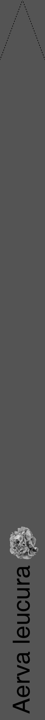 Étiquette de : Aerva leucura - format b - style noire36hel avec comestibilité simplifiée - position verticale