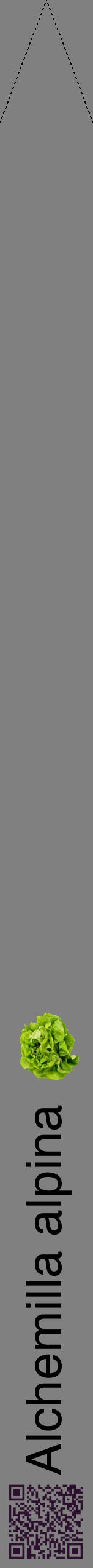 Étiquette de : Alchemilla alpina - format b - style noire57hel avec qrcode et comestibilité simplifiée