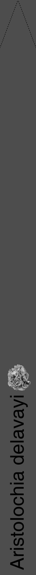 Étiquette de : Aristolochia delavayi - format b - style noire28hel avec comestibilité simplifiée - position verticale