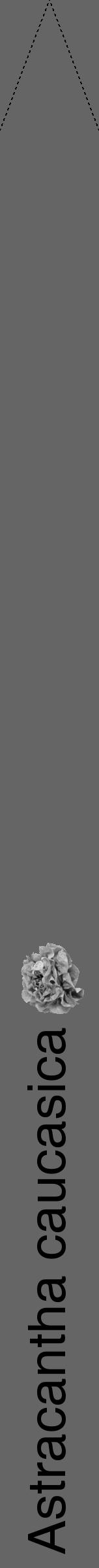 Étiquette de : Astracantha caucasica - format b - style noire32hel avec comestibilité simplifiée - position verticale