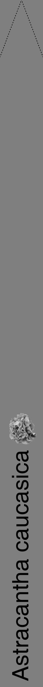 Étiquette de : Astracantha caucasica - format b - style noire57hel avec comestibilité simplifiée - position verticale