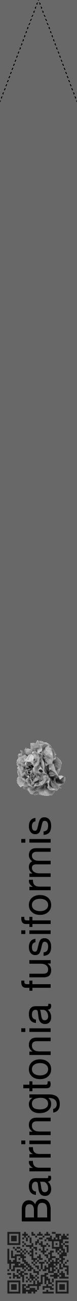 Étiquette de : Barringtonia fusiformis - format b - style noire43hel avec qrcode et comestibilité simplifiée - position verticale