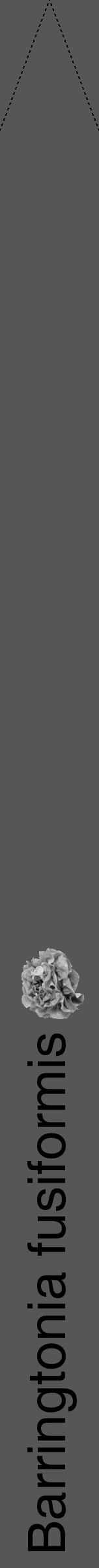 Étiquette de : Barringtonia fusiformis - format b - style noire45hel avec comestibilité simplifiée - position verticale