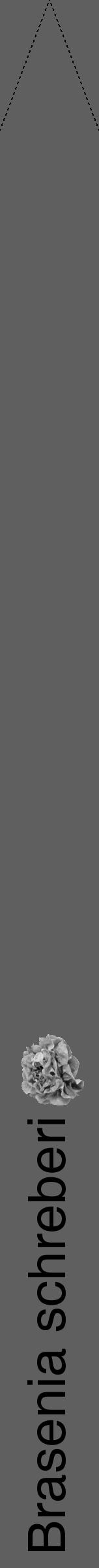 Étiquette de : Brasenia schreberi - format b - style noire10hel avec comestibilité simplifiée - position verticale