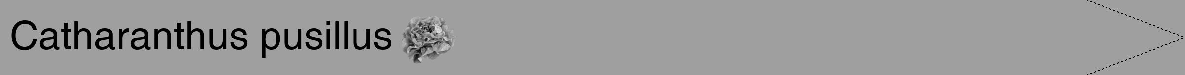 Étiquette de : Catharanthus pusillus - format b - style noire24hel avec comestibilité simplifiée