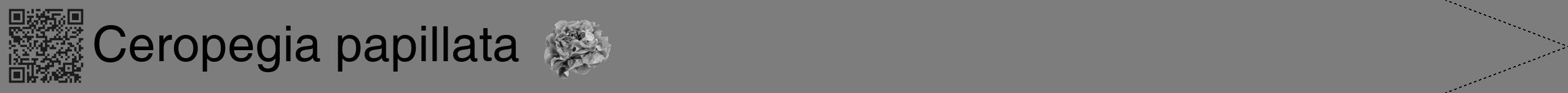 Étiquette de : Ceropegia papillata - format b - style noire35hel avec qrcode et comestibilité simplifiée