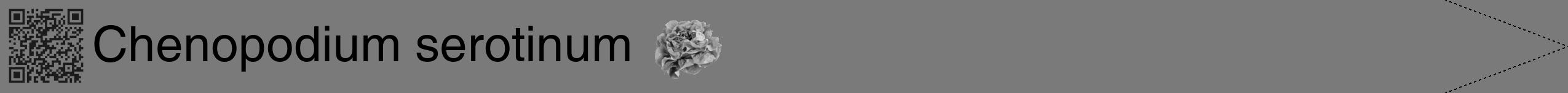 Étiquette de : Chenopodium serotinum - format b - style noire3hel avec qrcode et comestibilité simplifiée