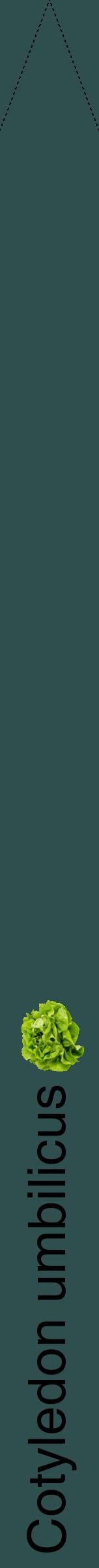 Étiquette de : Cotyledon umbilicus - format b - style noire58hel avec comestibilité simplifiée