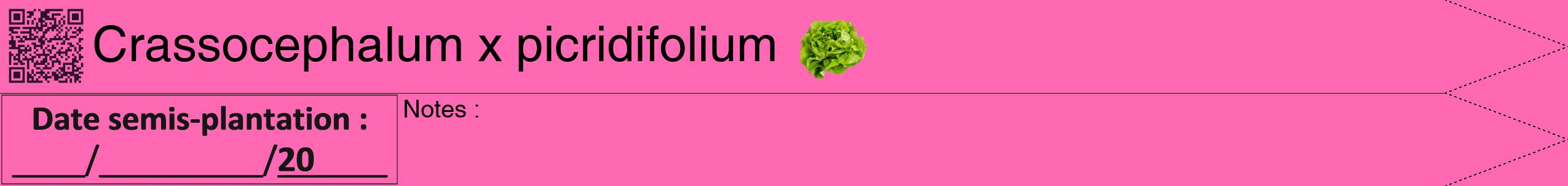 Étiquette de : Crassocephalum x picridifolium - format b - style noire42hel avec qrcode et comestibilité simplifiée