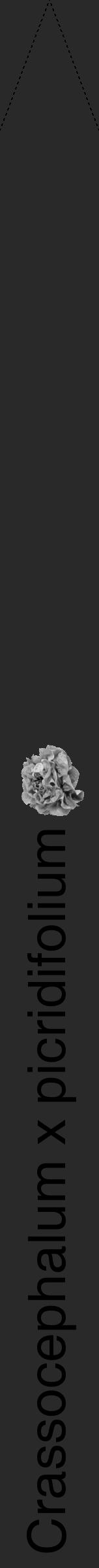 Étiquette de : Crassocephalum x picridifolium - format b - style noire34hel avec comestibilité simplifiée - position verticale
