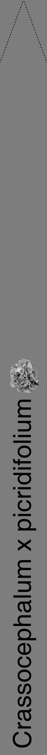 Étiquette de : Crassocephalum x picridifolium - format b - style noire35hel avec comestibilité simplifiée - position verticale