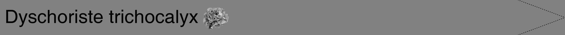 Étiquette de : Dyschoriste trichocalyx - format b - style noire50hel avec comestibilité simplifiée