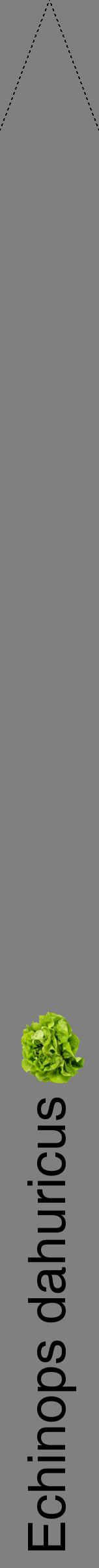 Étiquette de : Echinops dahuricus - format b - style noire57hel avec comestibilité simplifiée