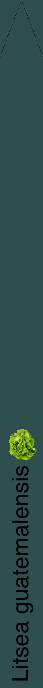 Étiquette de : Litsea guatemalensis - format b - style noire58hel avec comestibilité simplifiée