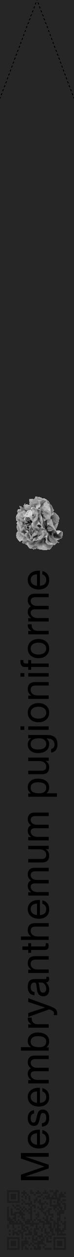 Étiquette de : Mesembryanthemum pugioniforme - format b - style noire29hel avec qrcode et comestibilité simplifiée - position verticale