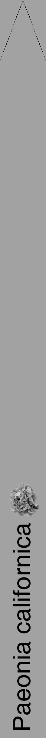 Étiquette de : Paeonia californica - format b - style noire38hel avec comestibilité simplifiée - position verticale