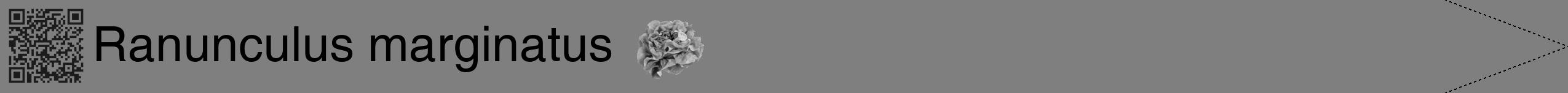 Étiquette de : Ranunculus marginatus - format b - style noire31hel avec qrcode et comestibilité simplifiée