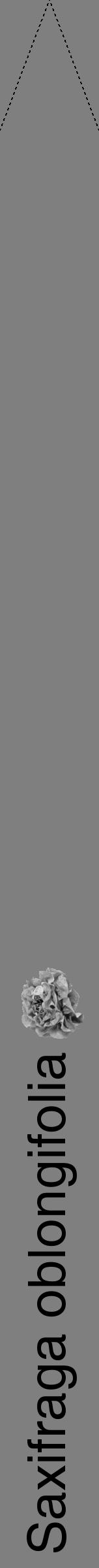 Étiquette de : Saxifraga oblongifolia - format b - style noire57hel avec comestibilité simplifiée - position verticale