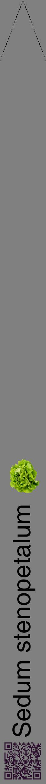 Étiquette de : Sedum stenopetalum - format b - style noire57hel avec qrcode et comestibilité simplifiée