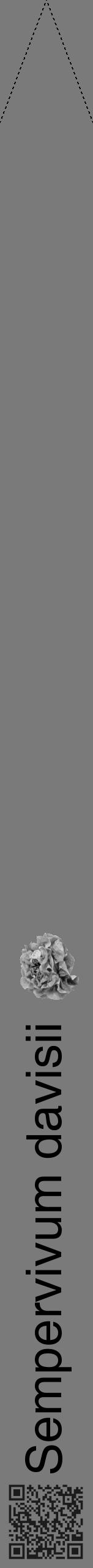 Étiquette de : Sempervivum davisii - format b - style noire3hel avec qrcode et comestibilité simplifiée - position verticale