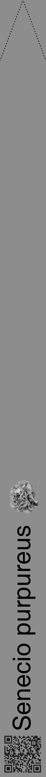 Étiquette de : Senecio purpureus - format b - style noire2hel avec qrcode et comestibilité simplifiée - position verticale
