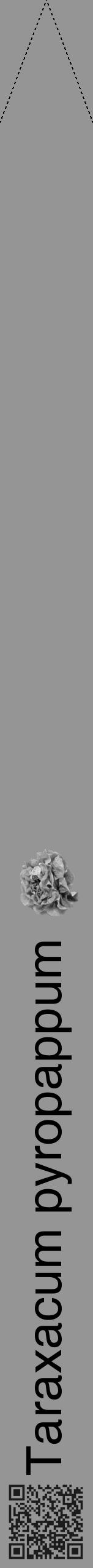 Étiquette de : Taraxacum pyropappum - format b - style noire16hel avec qrcode et comestibilité simplifiée - position verticale