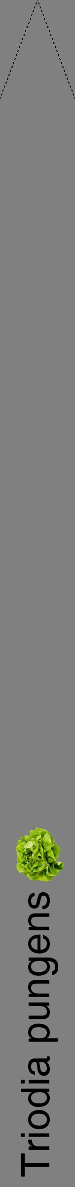 Étiquette de : Triodia pungens - format b - style noire57hel avec comestibilité simplifiée