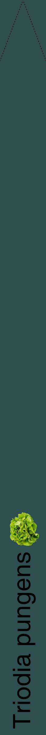 Étiquette de : Triodia pungens - format b - style noire58hel avec comestibilité simplifiée