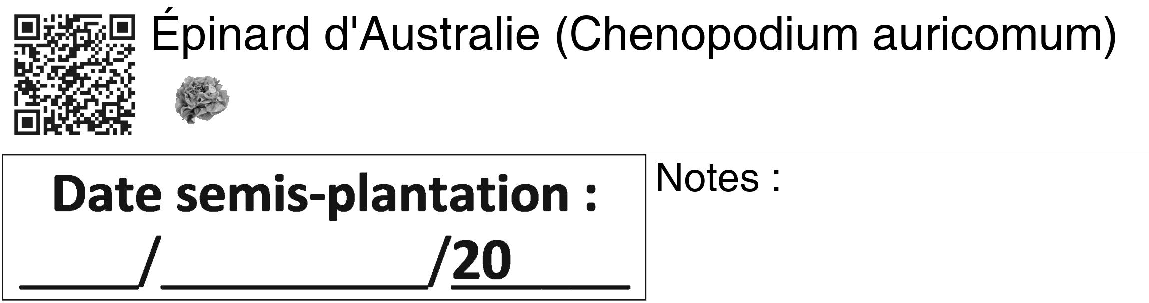 Étiquette de : Chenopodium auricomum - format c - style noire60_basiquegrrvhel avec qrcode et comestibilité simplifiée