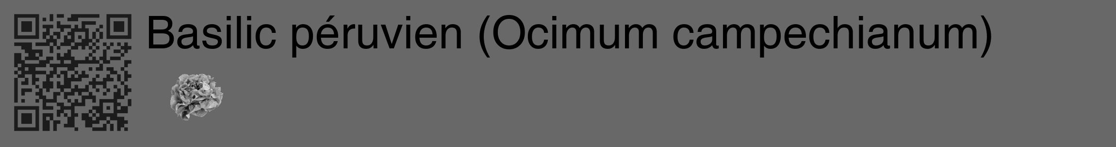 Étiquette de : Ocimum campechianum - format c - style noire6_basique_basiquehel avec qrcode et comestibilité simplifiée