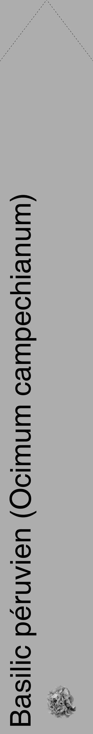 Étiquette de : Ocimum campechianum - format c - style noire22_simple_simplehel avec comestibilité simplifiée - position verticale