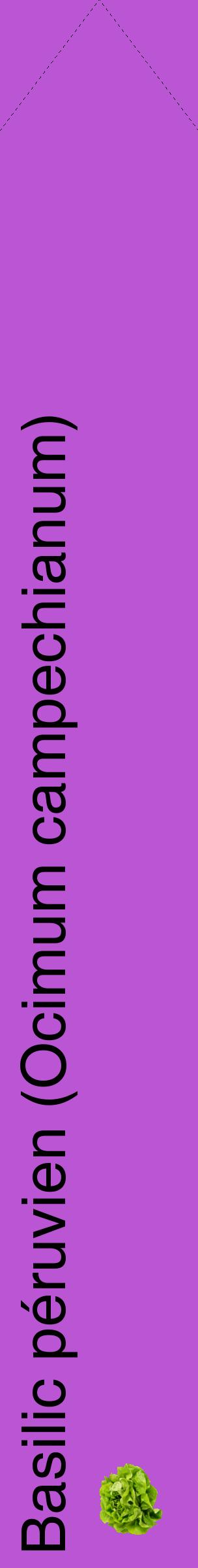 Étiquette de : Ocimum campechianum - format c - style noire50_simplehel avec comestibilité simplifiée
