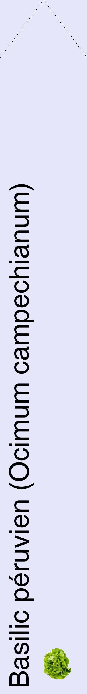 Étiquette de : Ocimum campechianum - format c - style noire55_simplehel avec comestibilité simplifiée