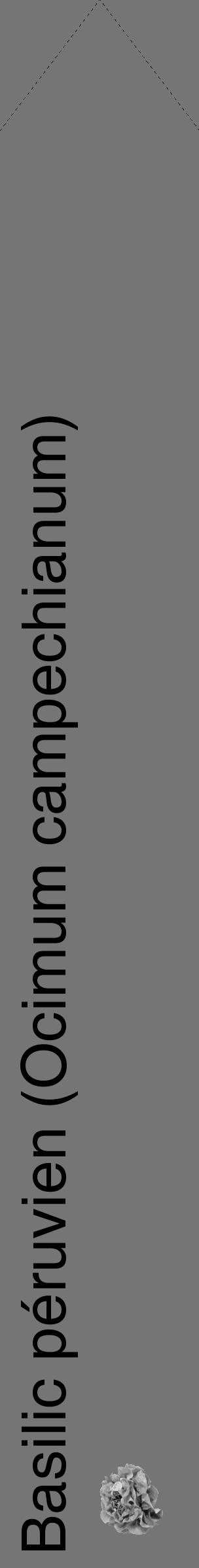 Étiquette de : Ocimum campechianum - format c - style noire5_simple_simplehel avec comestibilité simplifiée - position verticale