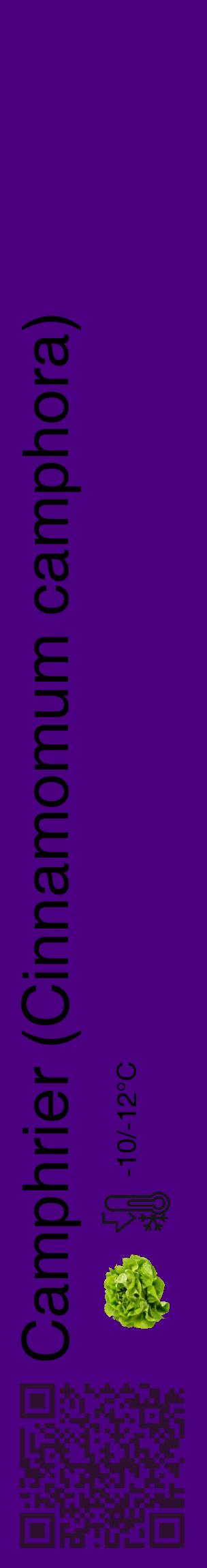 Étiquette de : Cinnamomum camphora - format c - style noire47_basique_basiquehel avec qrcode et comestibilité simplifiée - position verticale